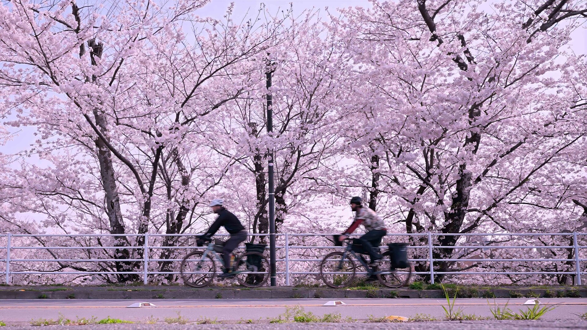 Two cyclists ride past cherry blossoms in motion blur along a bridge in Japan.